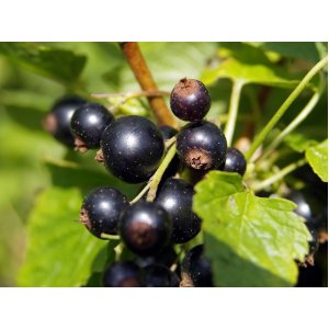 Čierna ríbezľa (Ribes nigrum) ´Polaris´ -  stredne skorá, výska 70-100 cm, voľnokorenná - STROMČEKOVÁ/NA KMIENKU